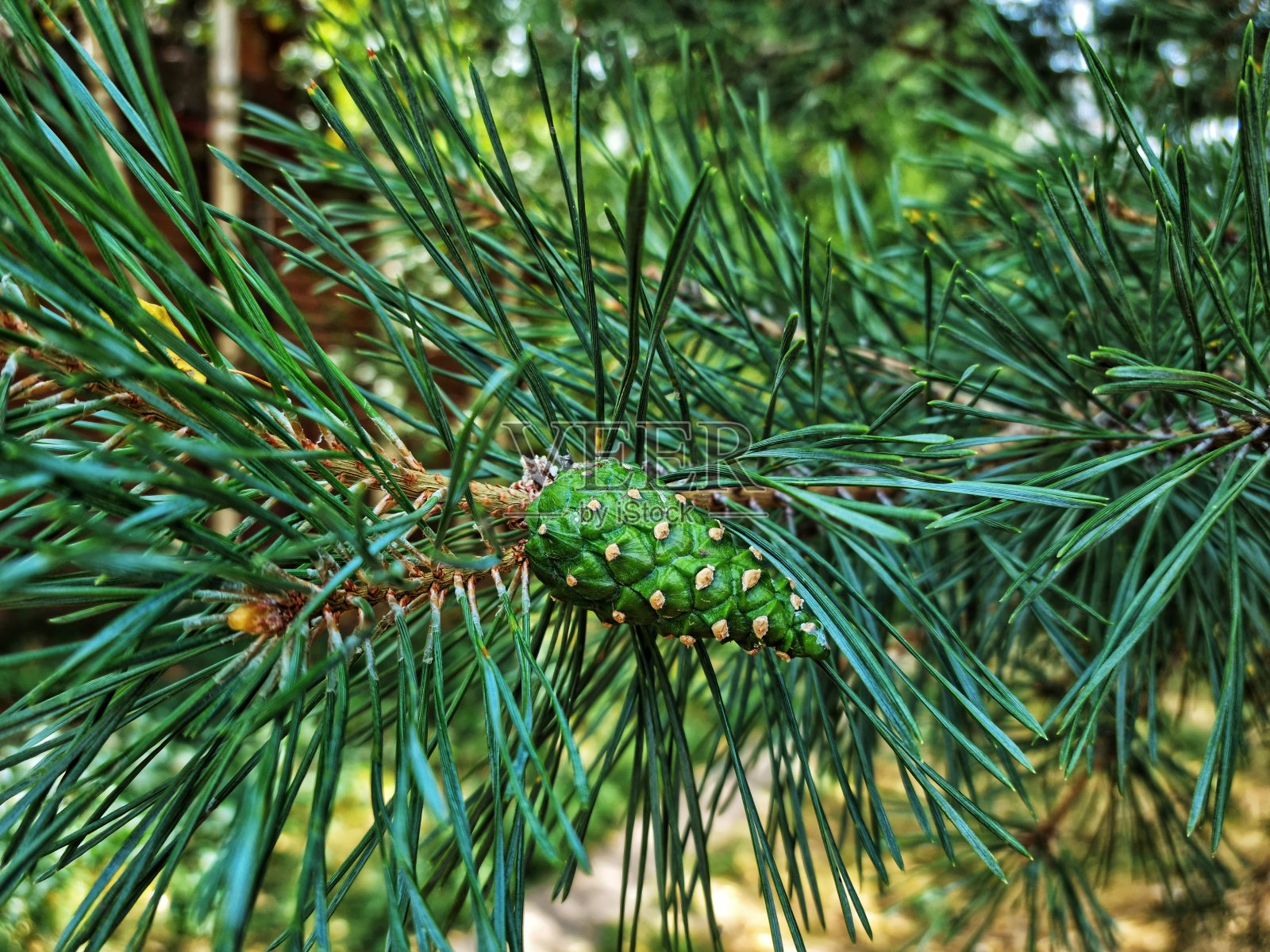 有绿色球果的松枝照片摄影图片