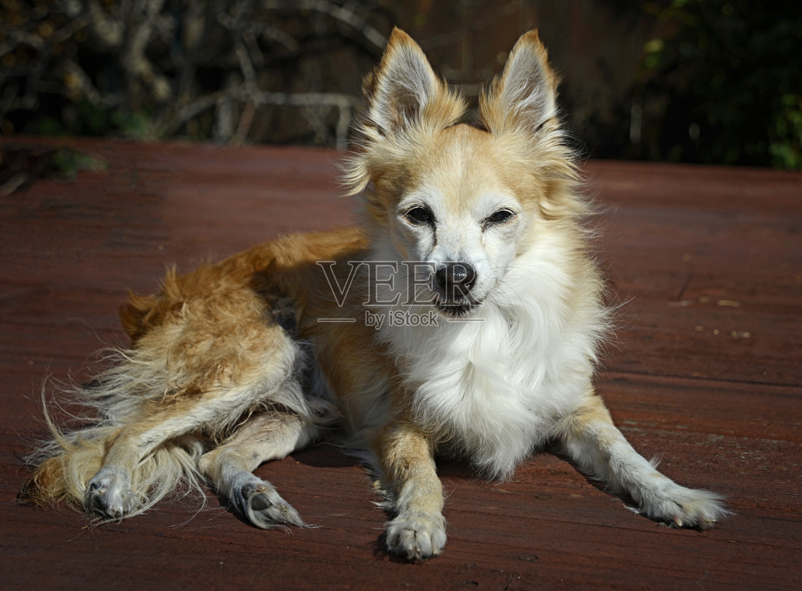 老年长毛吉娃娃狗摆姿势的特写照片摄影图片