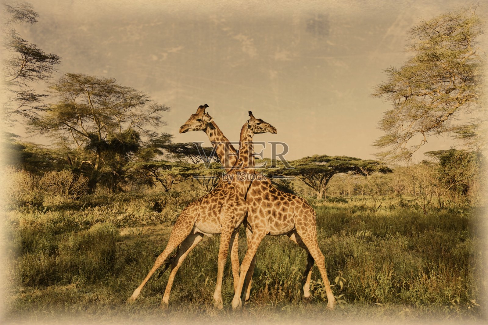 安博塞利国家公园里乞力马扎罗山上的长颈鹿的老照片照片摄影图片