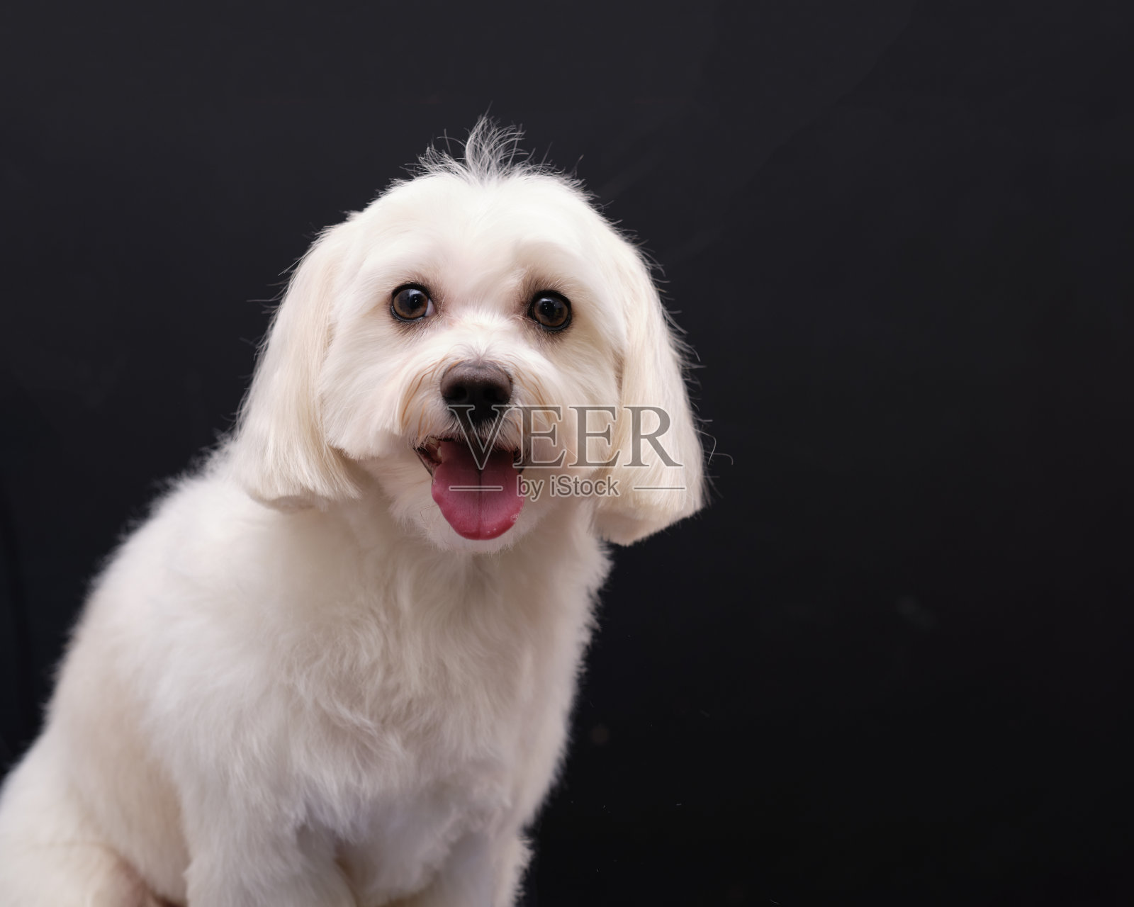 在黑色背景上的马耳他哈巴狗的肖像照片摄影图片