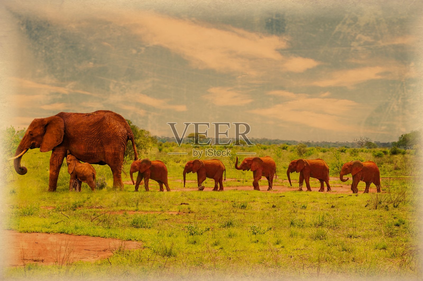 安博塞利国家公园里乞力马扎罗山上的大象的老照片照片摄影图片