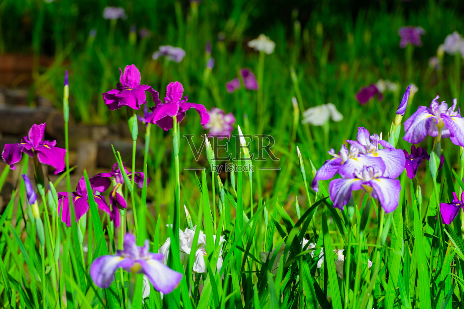 鸢尾在花园里盛开照片摄影图片