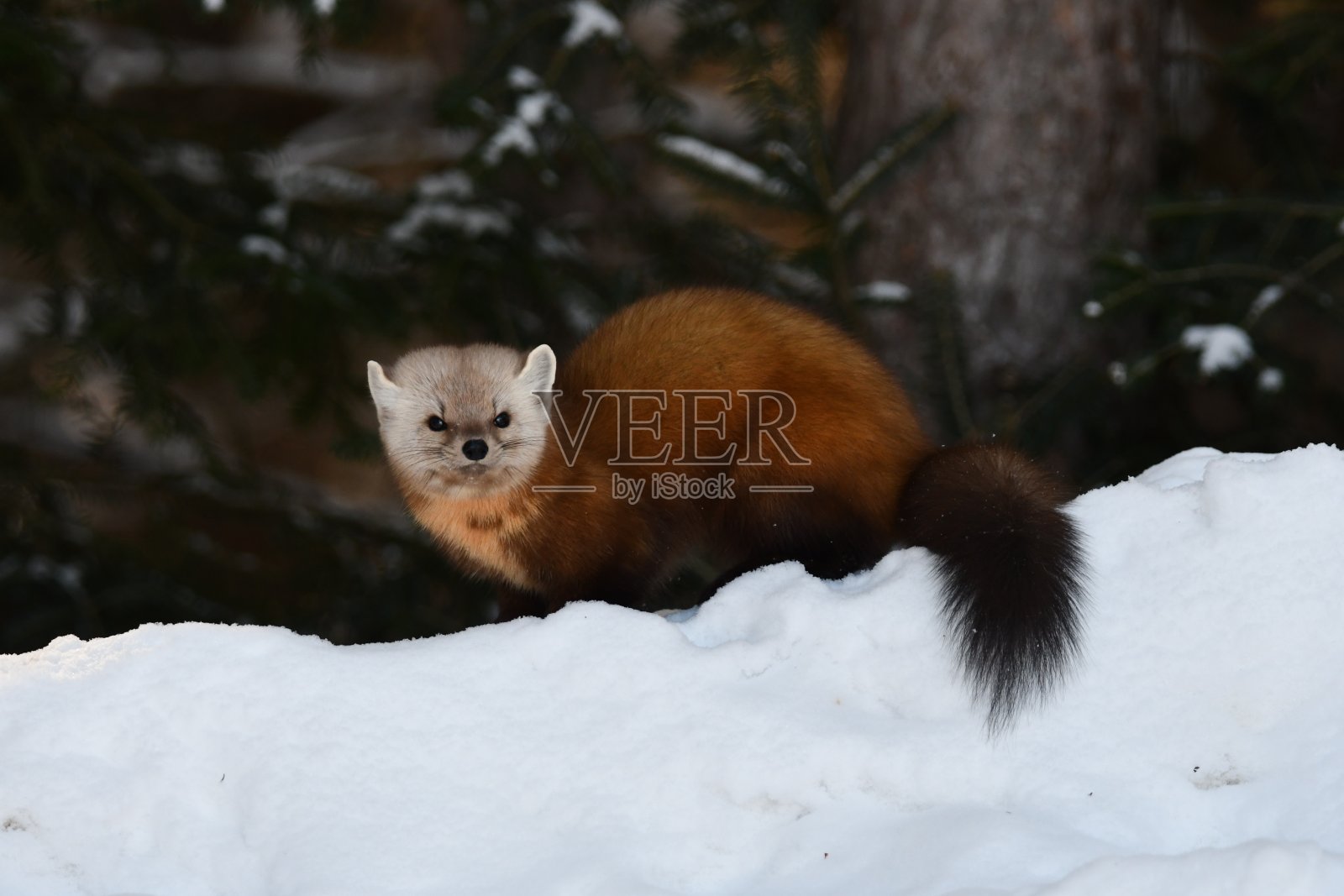松貂照片摄影图片