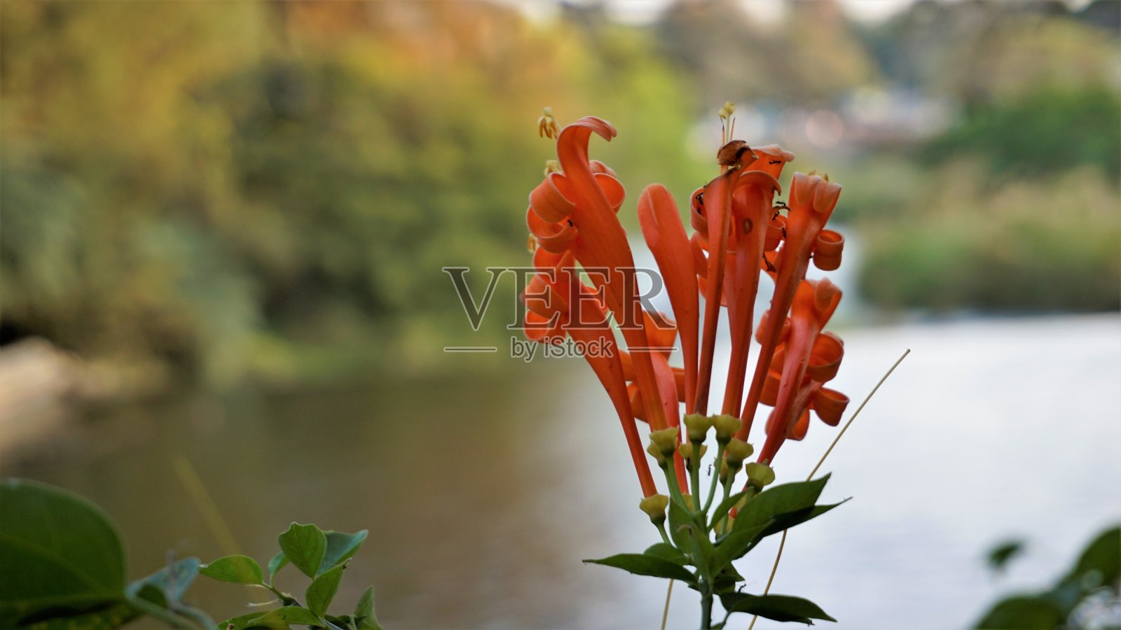 火仙花又称火烈树、橘色喇叭藤、金雨藤、木马尾照片摄影图片