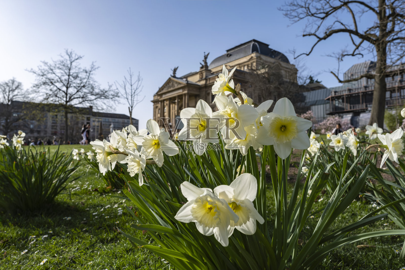 盛开的白色的水仙照片摄影图片