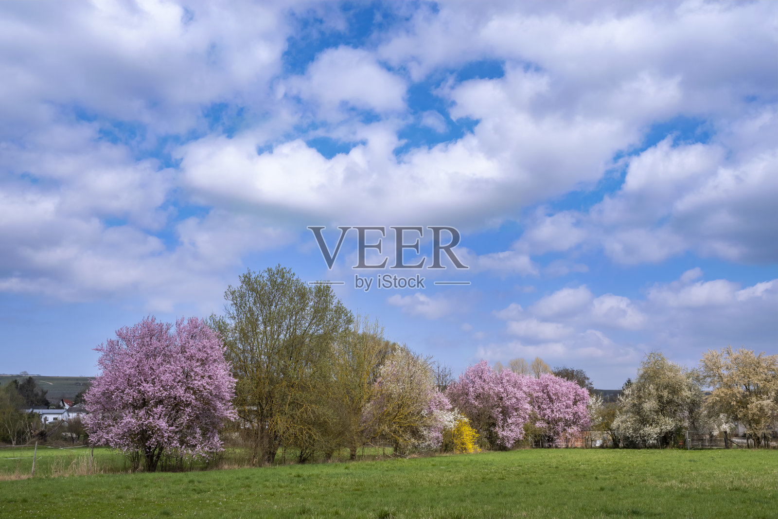 德国莱茵黑森的春天觉醒照片摄影图片