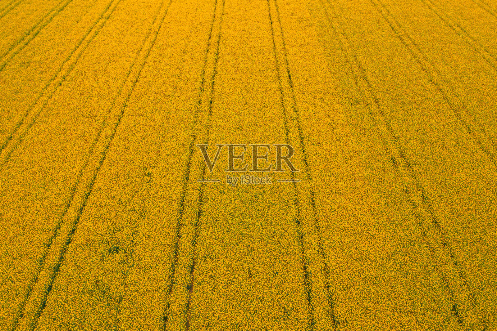 从无人机拍摄的油菜籽种植现场鸟瞰图照片摄影图片