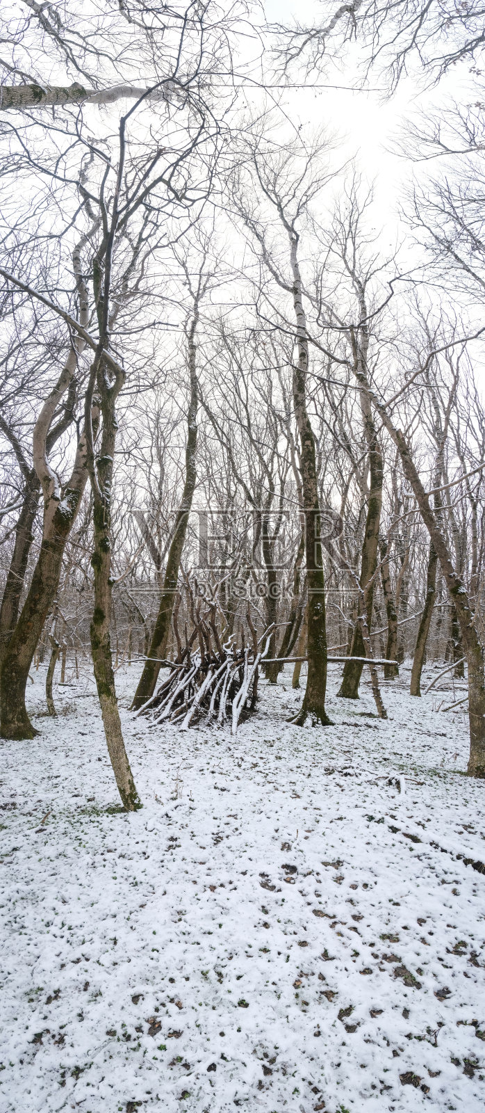 在冬天的森林里的树之间搭个小屋照片摄影图片