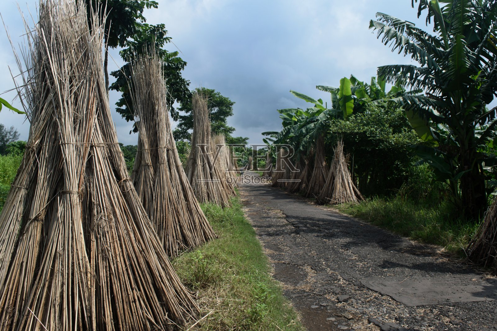 晒干的黄麻棒照片摄影图片