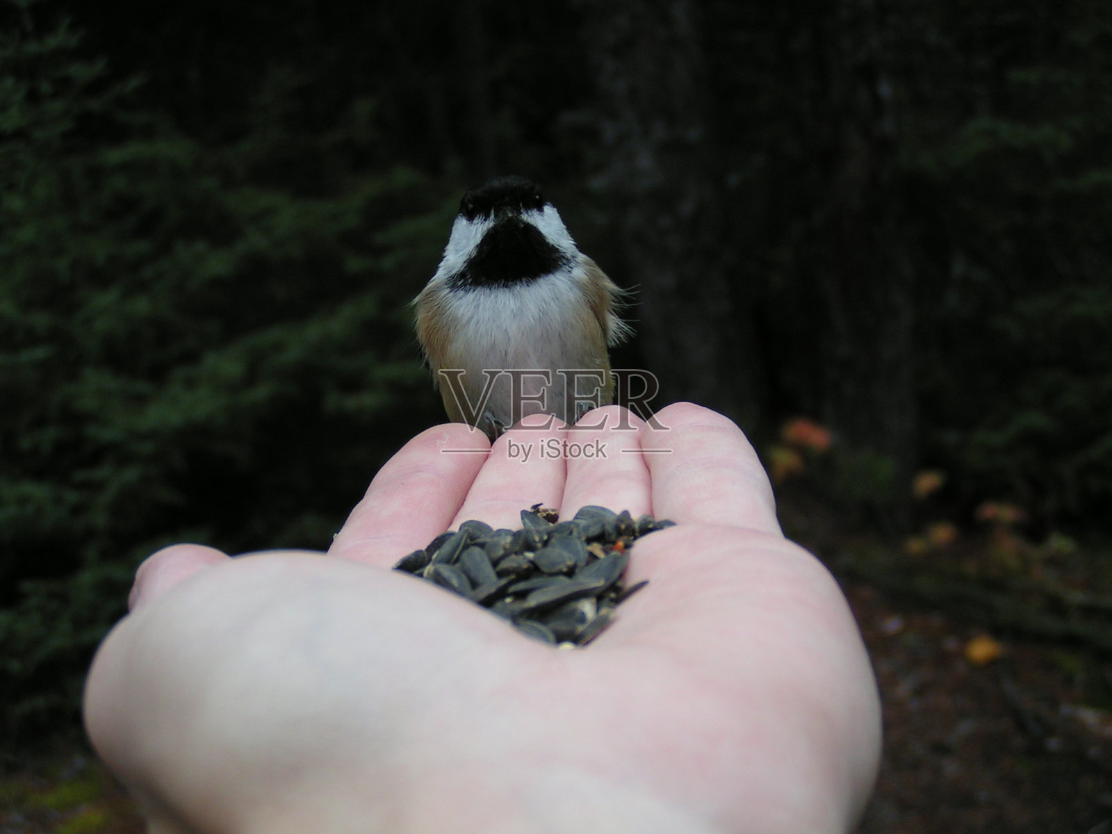 鸟照片摄影图片
