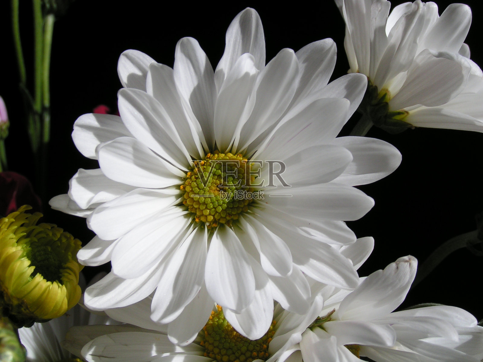 鲜花照片摄影图片
