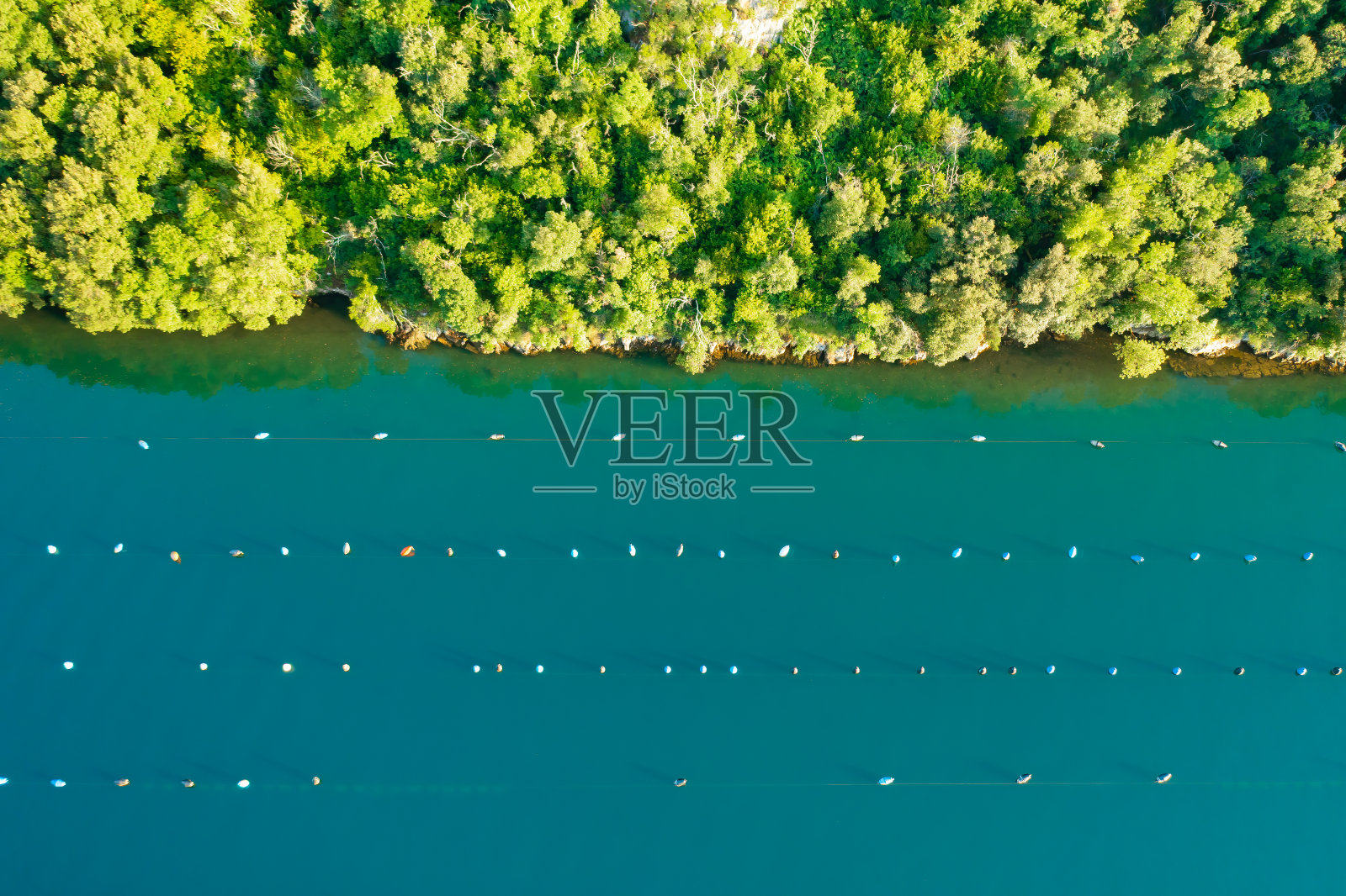 林湾水域，绿色森林附近有牡蛎养殖场网照片摄影图片