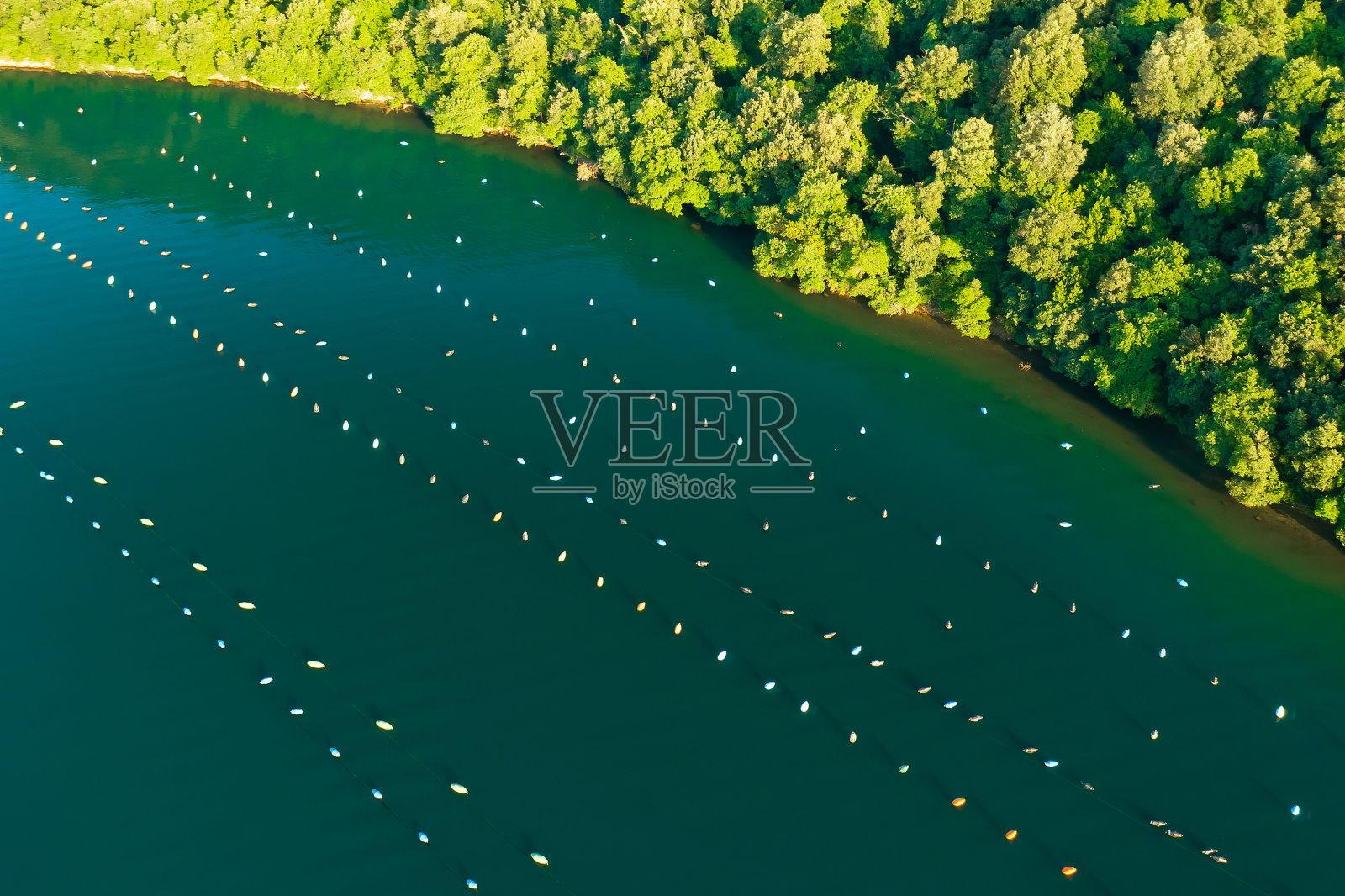 伊斯特里亚半岛林湾牡蛎养殖场附近的绿色森林照片摄影图片
