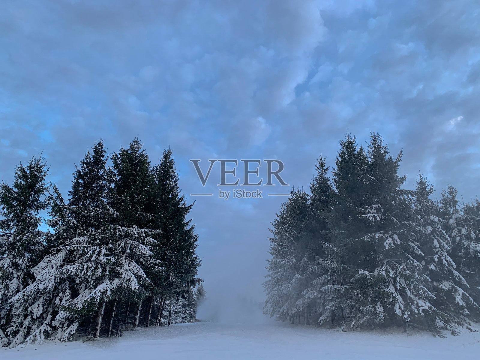 雪原上的云杉照片摄影图片