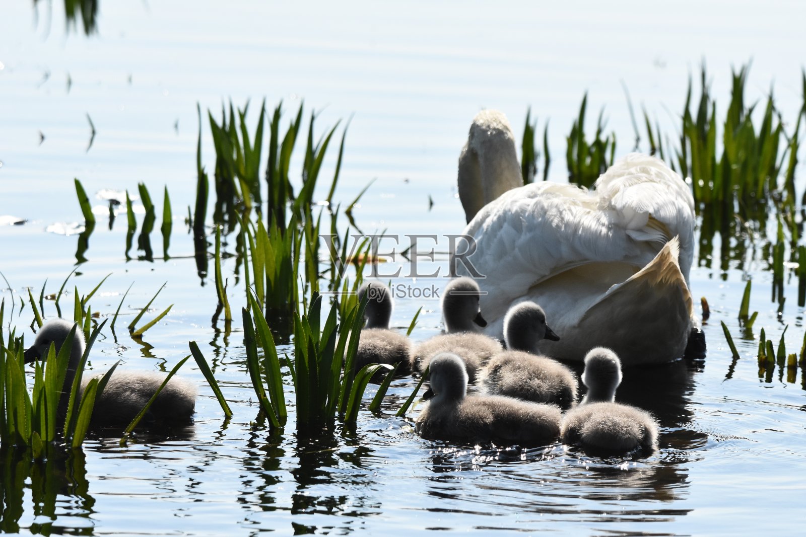 静静的天鹅在湖上、河上游泳。一只雪白的鸟长着长长的脖子，组成了一对恩爱的夫妇和充满爱心的一家人。照片摄影图片
