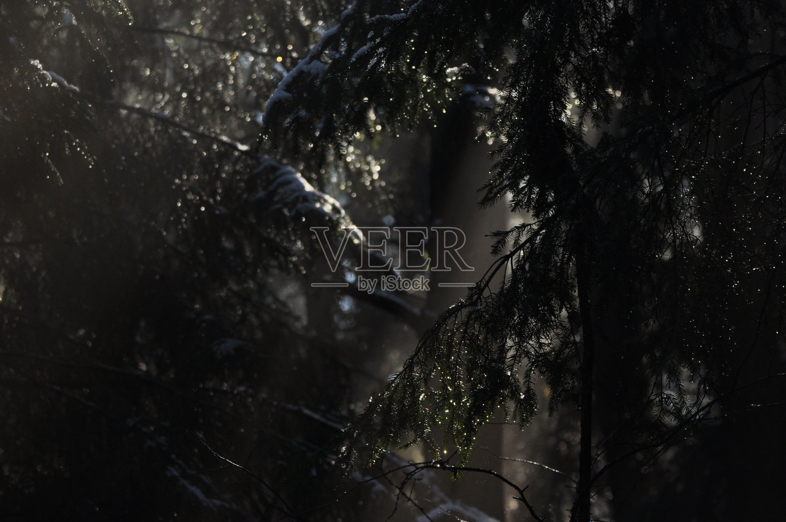 树林里的黎明。阳光刺穿了树枝。森林里有深深的阴影和早春的雾气。从云杉树脂上滴下。照片摄影图片