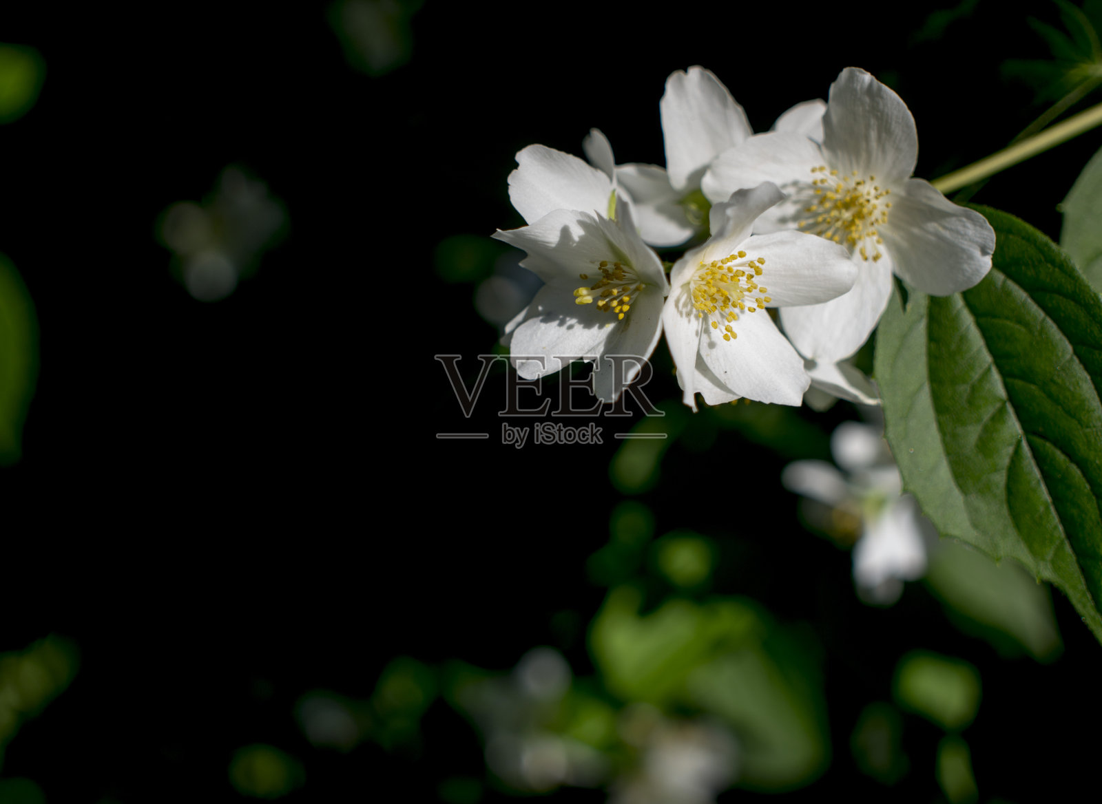 美丽的白色茉莉花在阴天夏天照片摄影图片