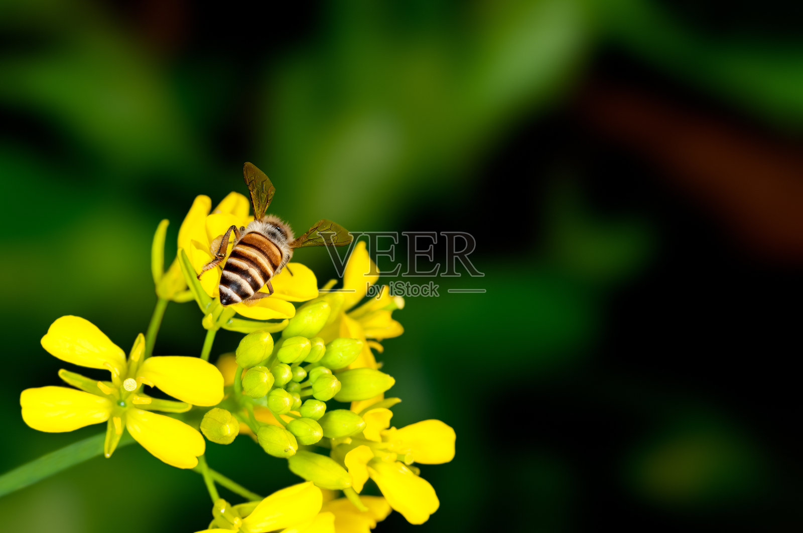 蜜蜂正在从花中吸取花蜜照片摄影图片