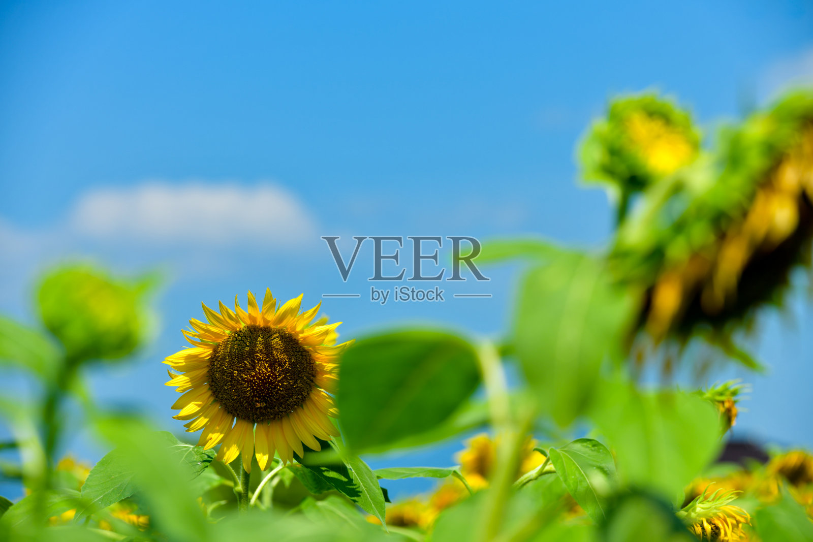 蓝天和向日葵照片摄影图片