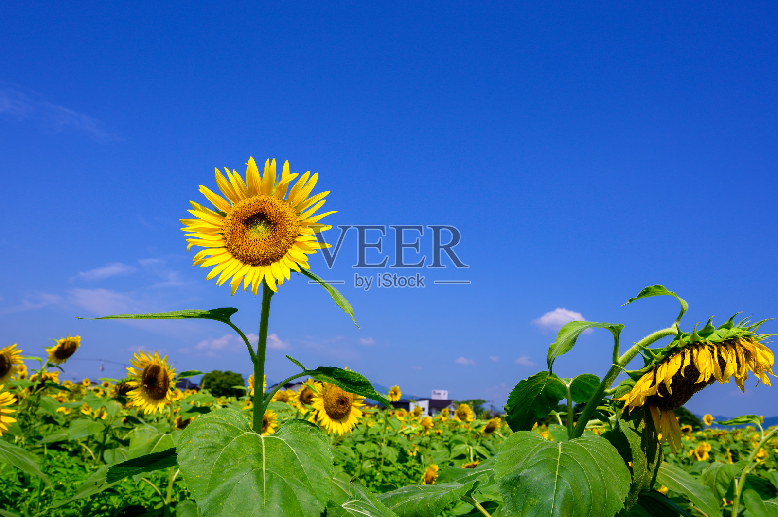 蓝天和向日葵照片摄影图片