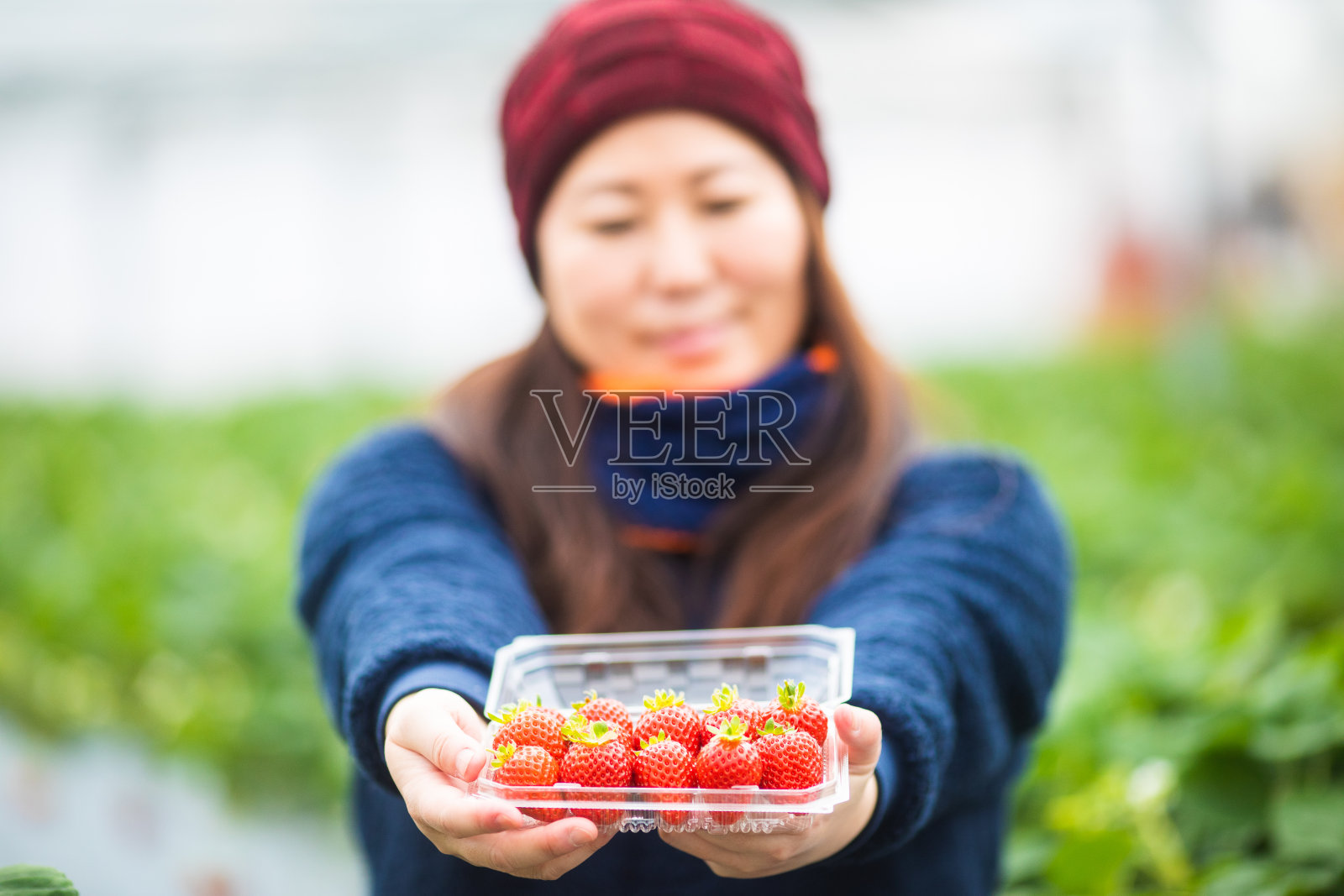 一名日本妇女在草莓农场享受采摘和吃草莓的乐趣照片摄影图片