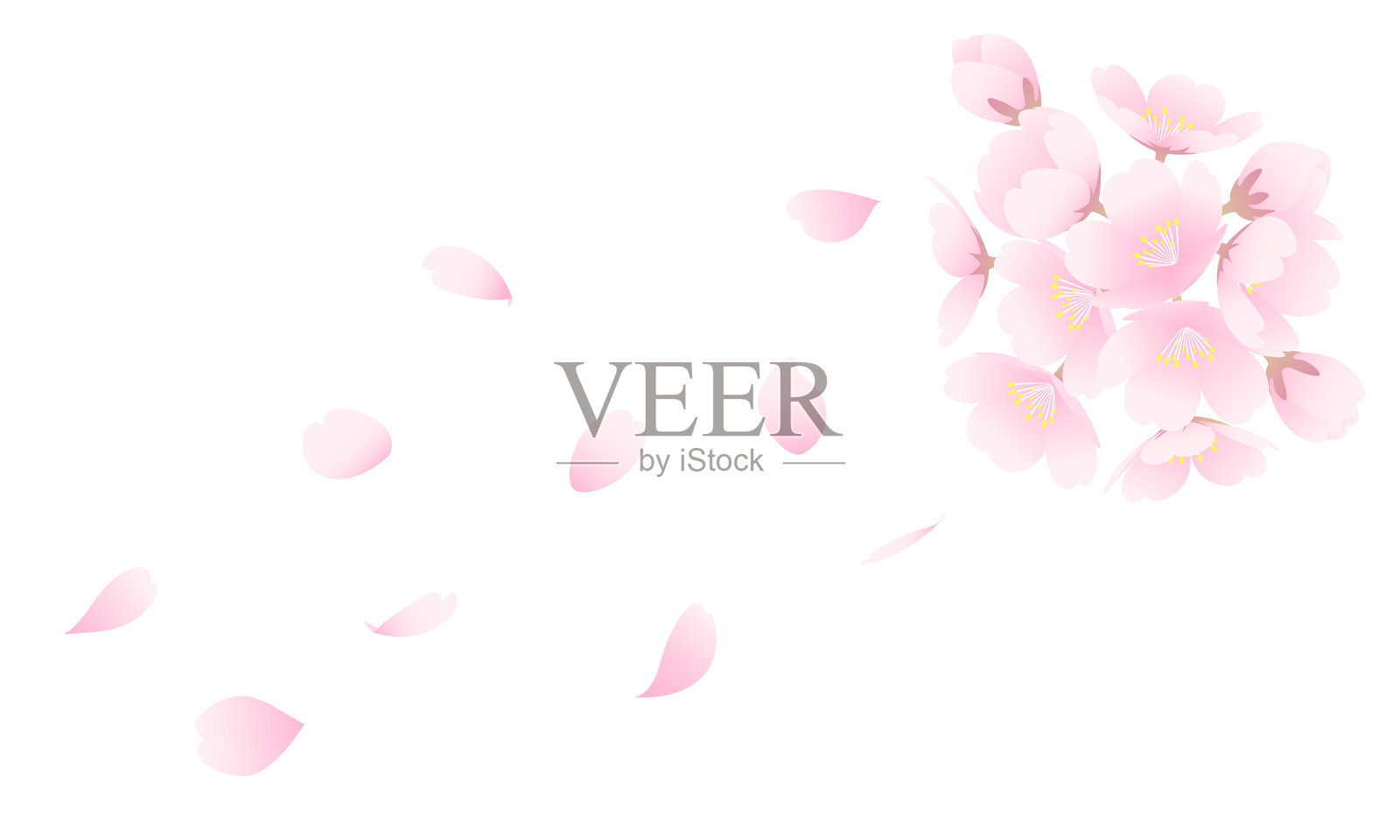 简单和美丽的矢量插图的樱花乱舞。插画图片素材