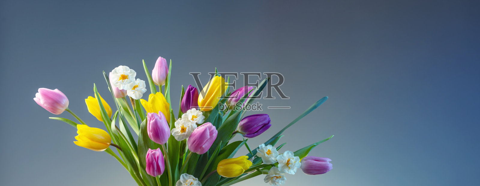 美丽的春花在蓝色的背景上照片摄影图片