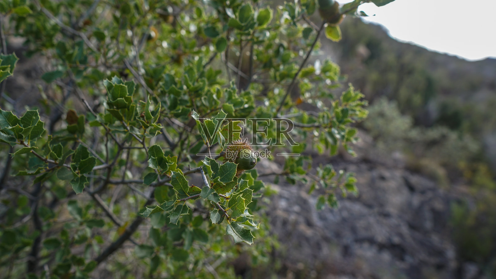 嫩橡树生青橡子照片摄影图片