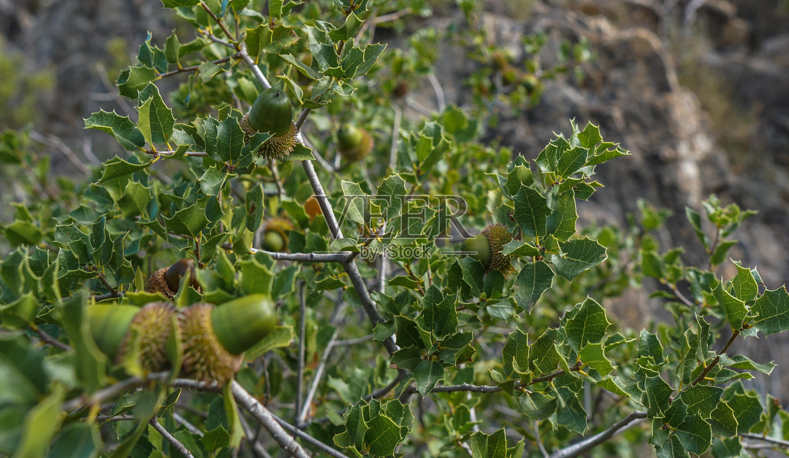 嫩橡树生青橡子照片摄影图片