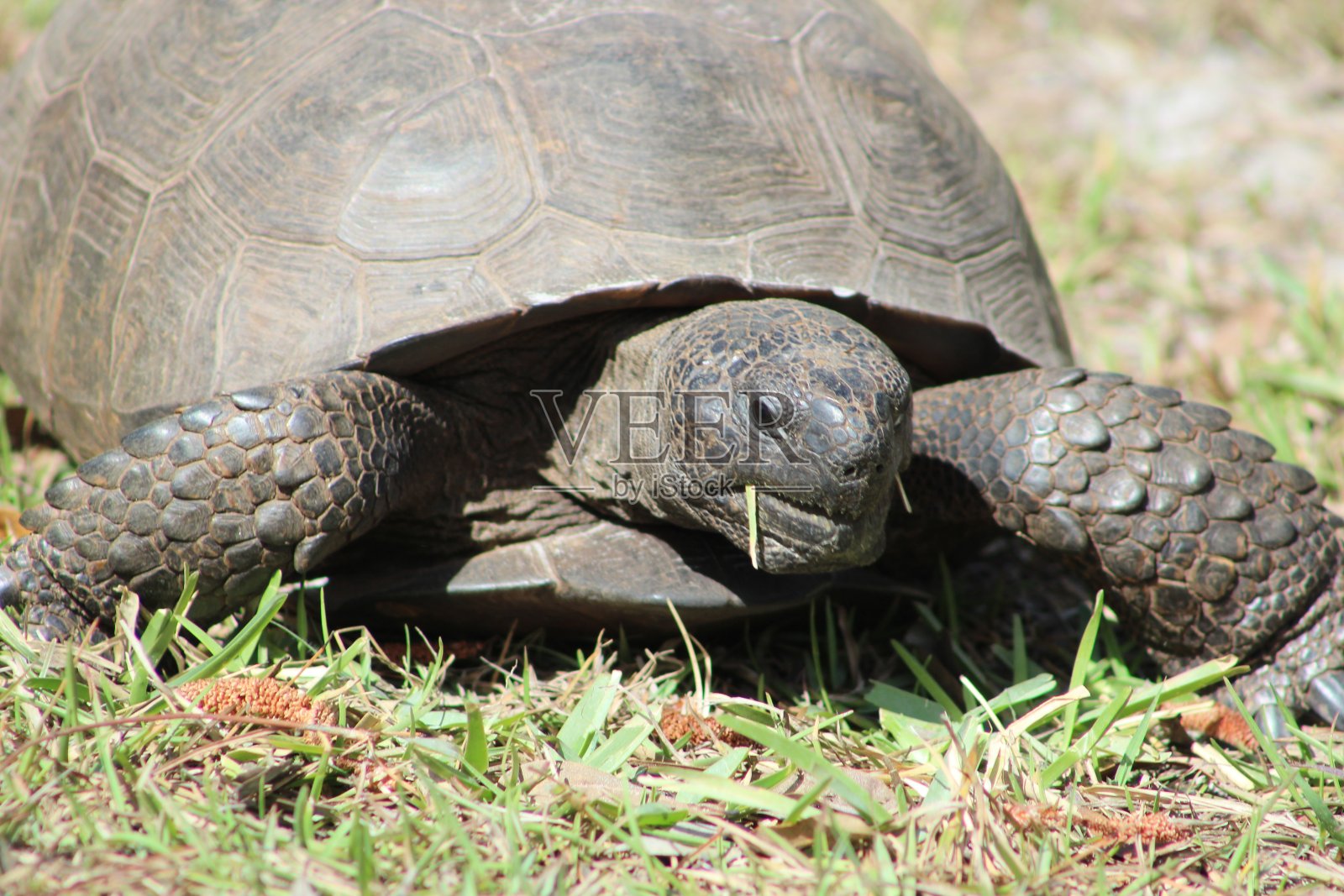 吃草的大地鼠龟照片摄影图片