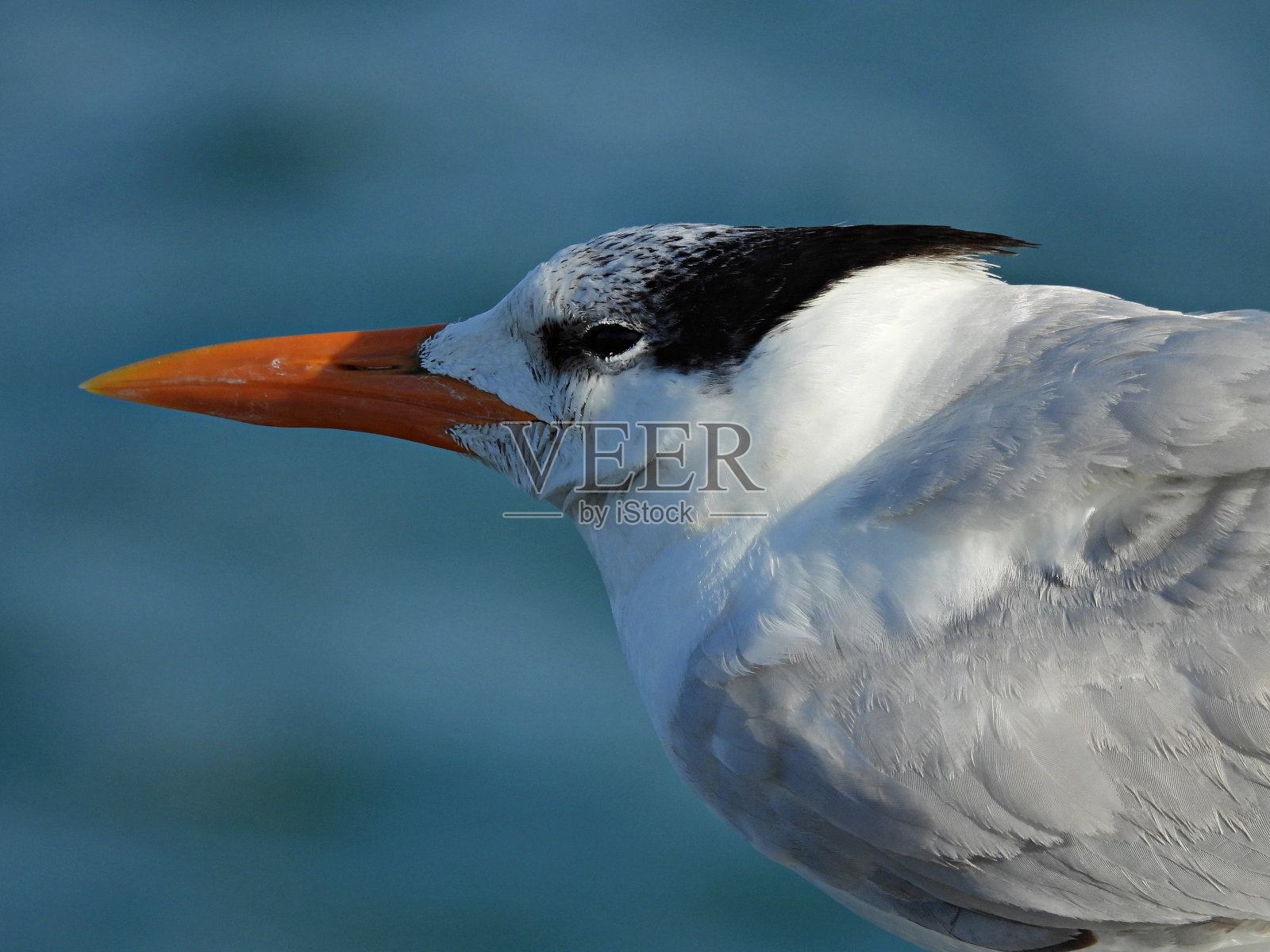皇家燕鸥(Thalasseus maximus) -肖像照片摄影图片