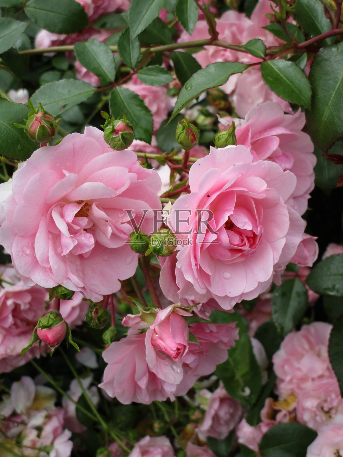 2020年6月，伊丽莎白女王公园玫瑰花园的粉色皇家博尼卡玫瑰照片摄影图片