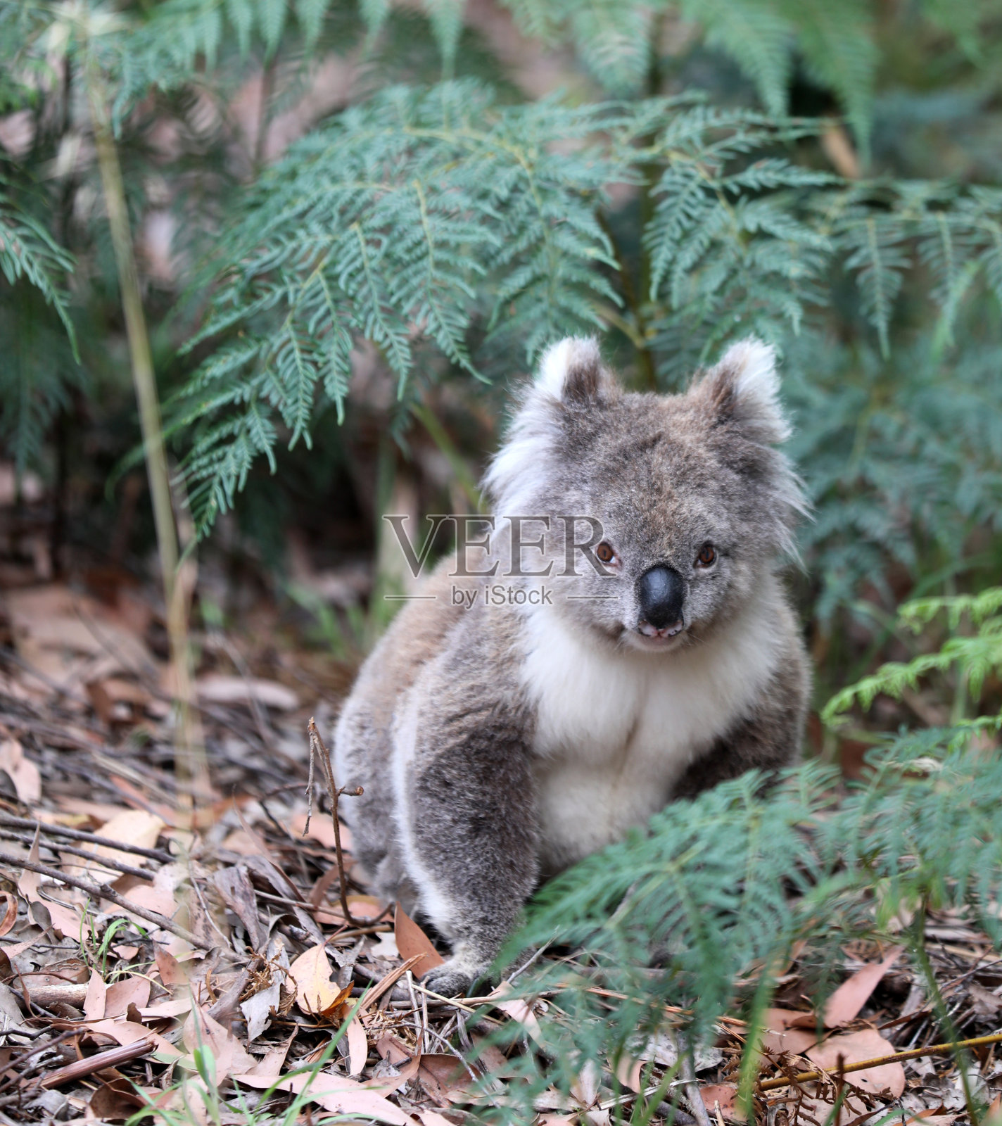 澳大利亚的野生考拉照片摄影图片