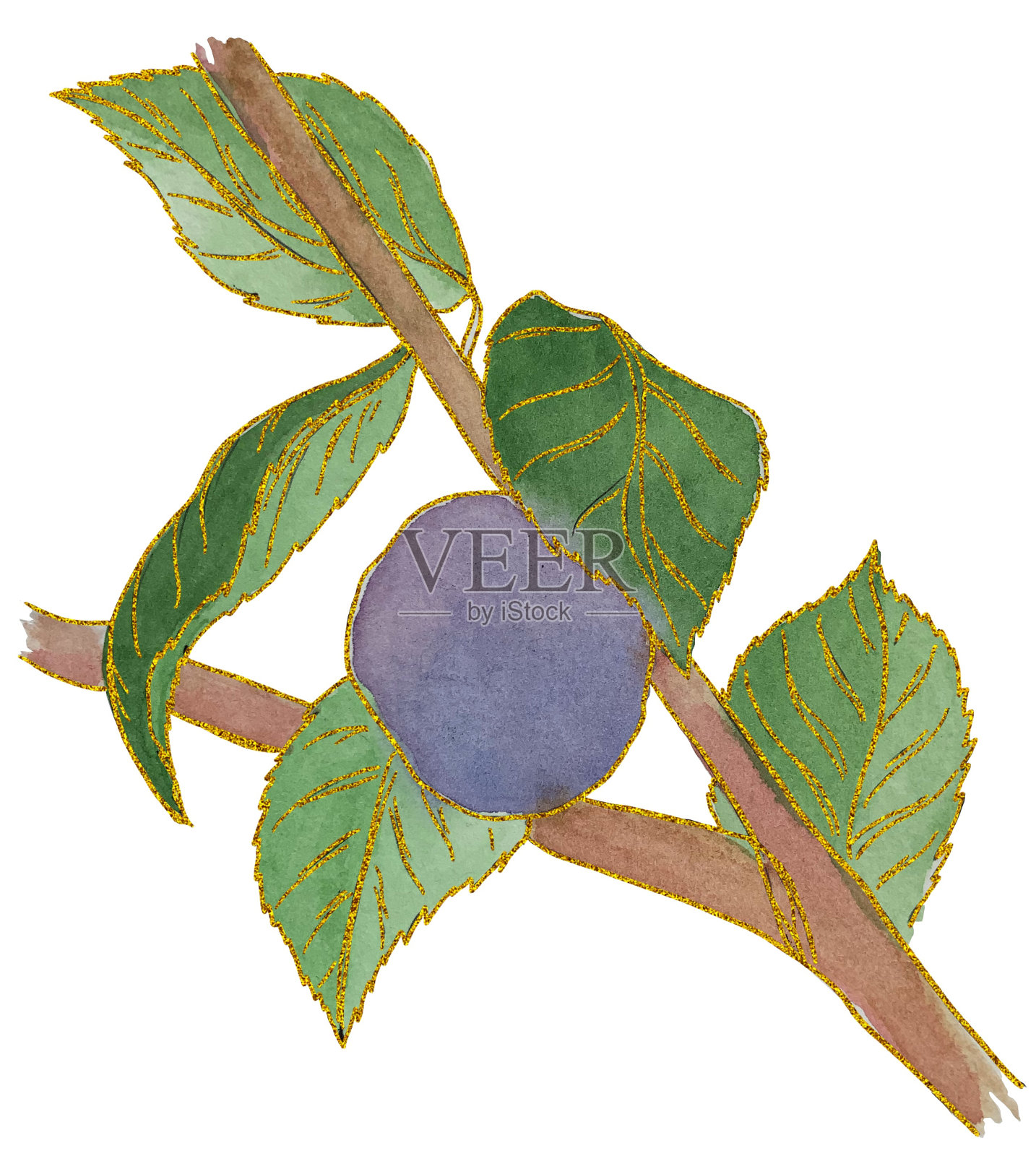 水彩插图，树枝与李子水果与白色背景上的金色轮廓-一个孤立的元素插画图片素材