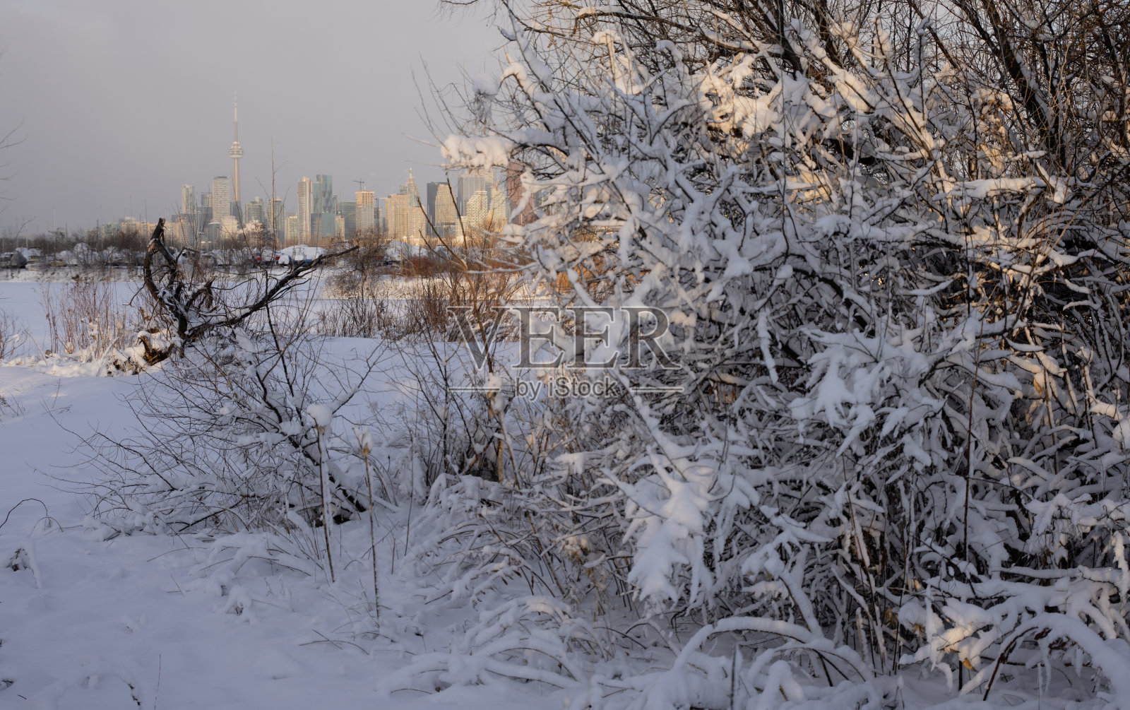 多伦多的天际线在加拿大的冬天照片摄影图片