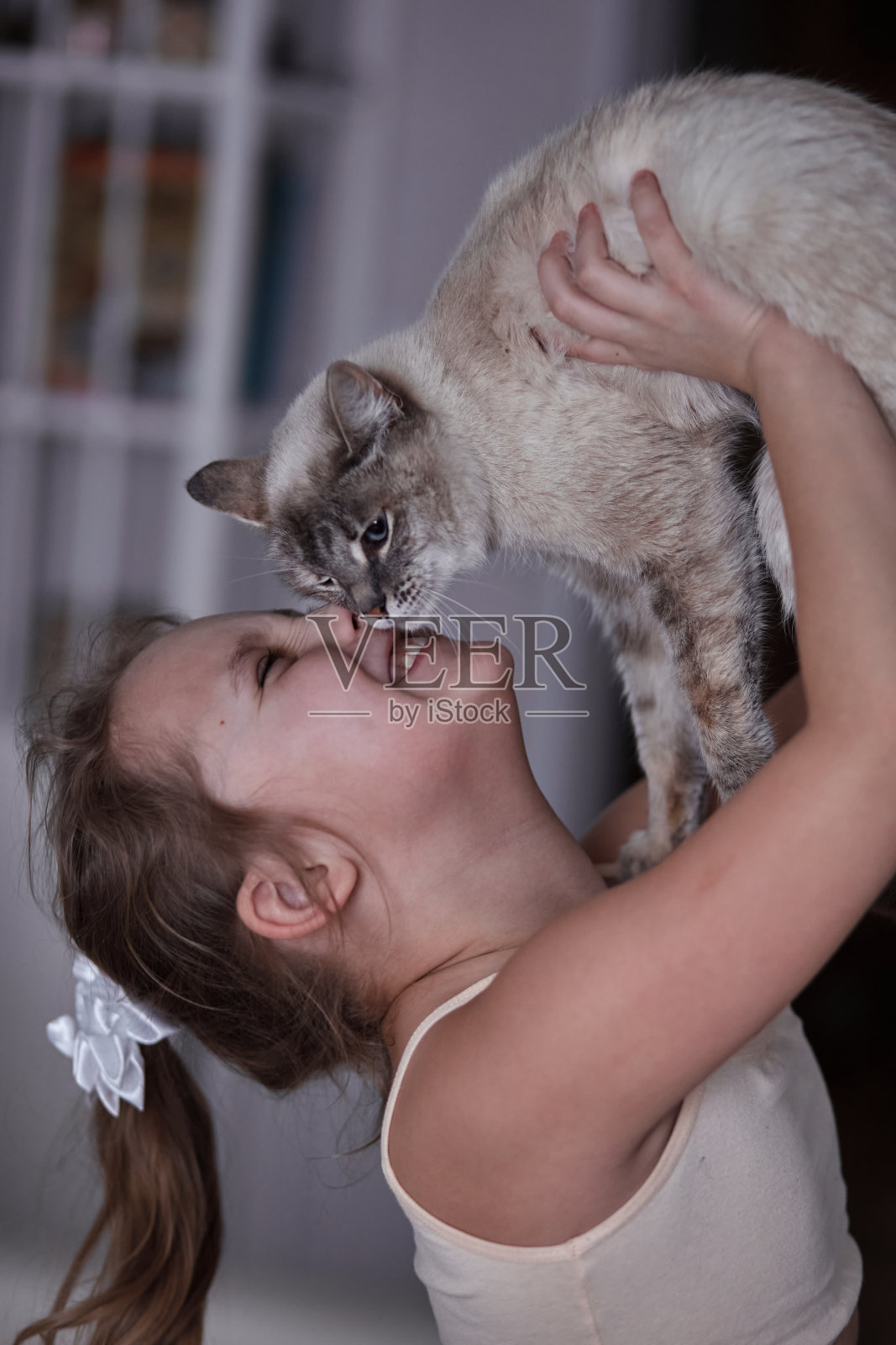 孩子们在玩耍和亲吻白色的暹罗猫照片摄影图片