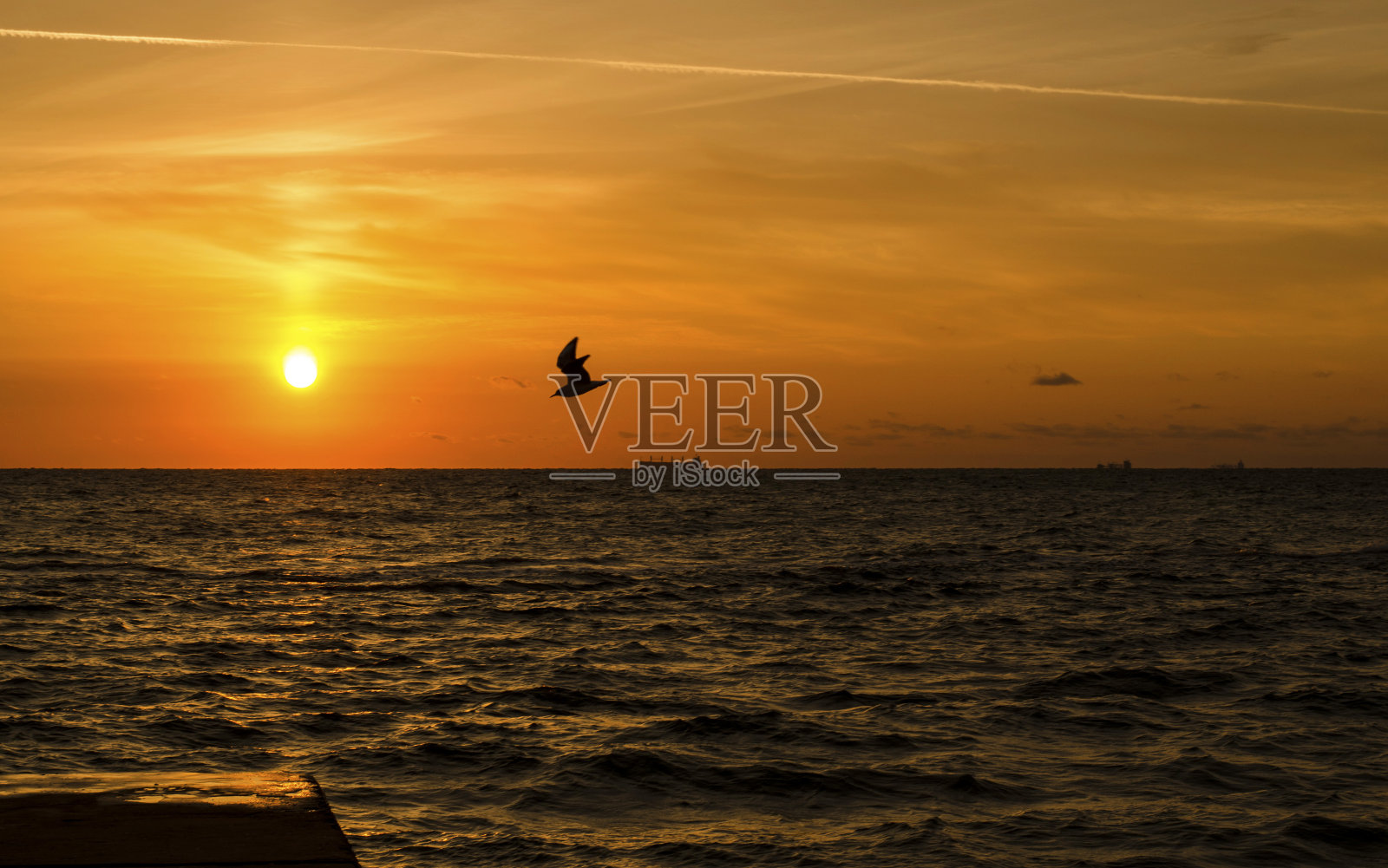 日出时在海边飞翔的海鸥照片摄影图片