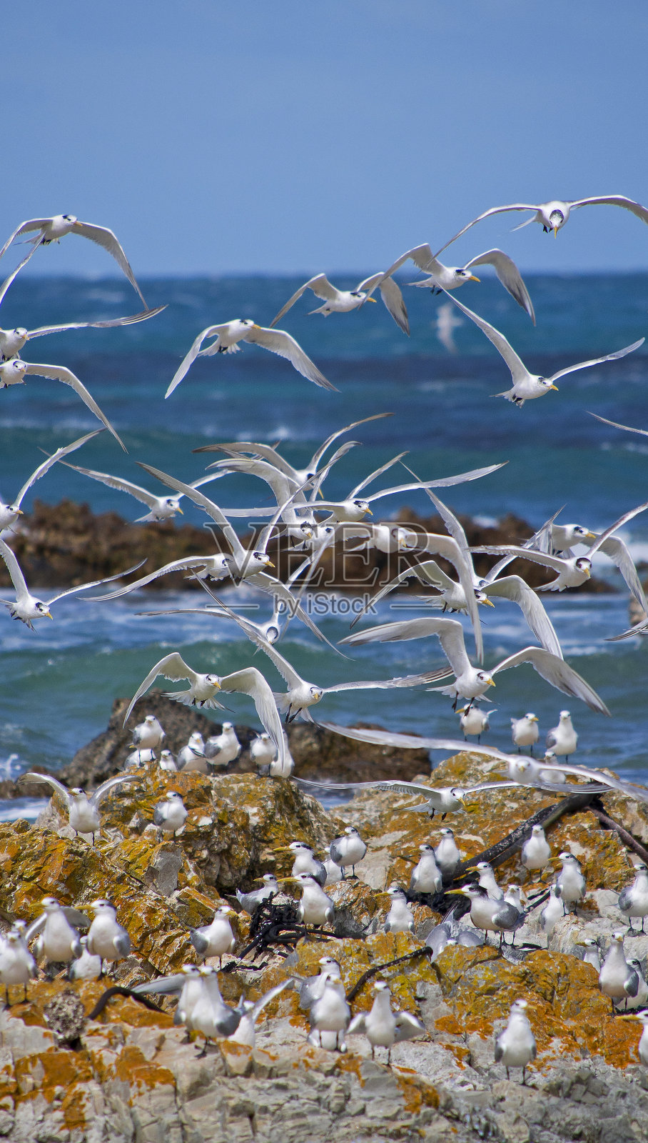 南非沃克湾自然保护区的大凤头燕鸥照片摄影图片