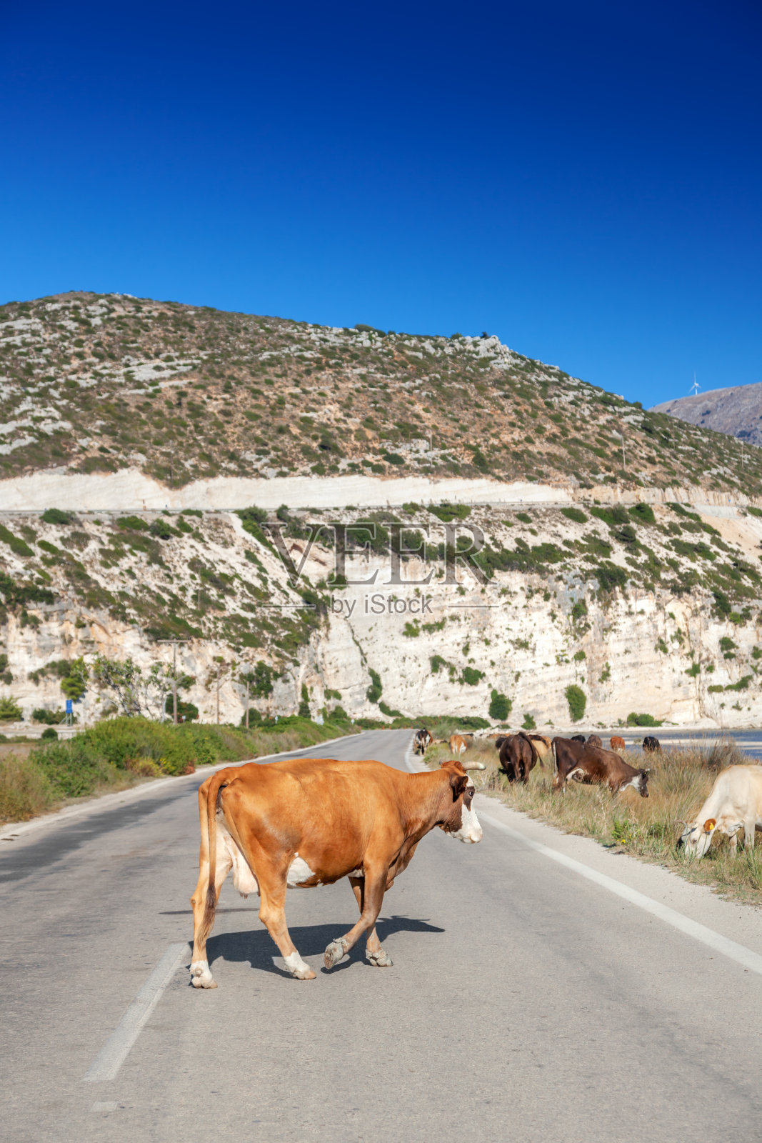 路上的牛照片摄影图片