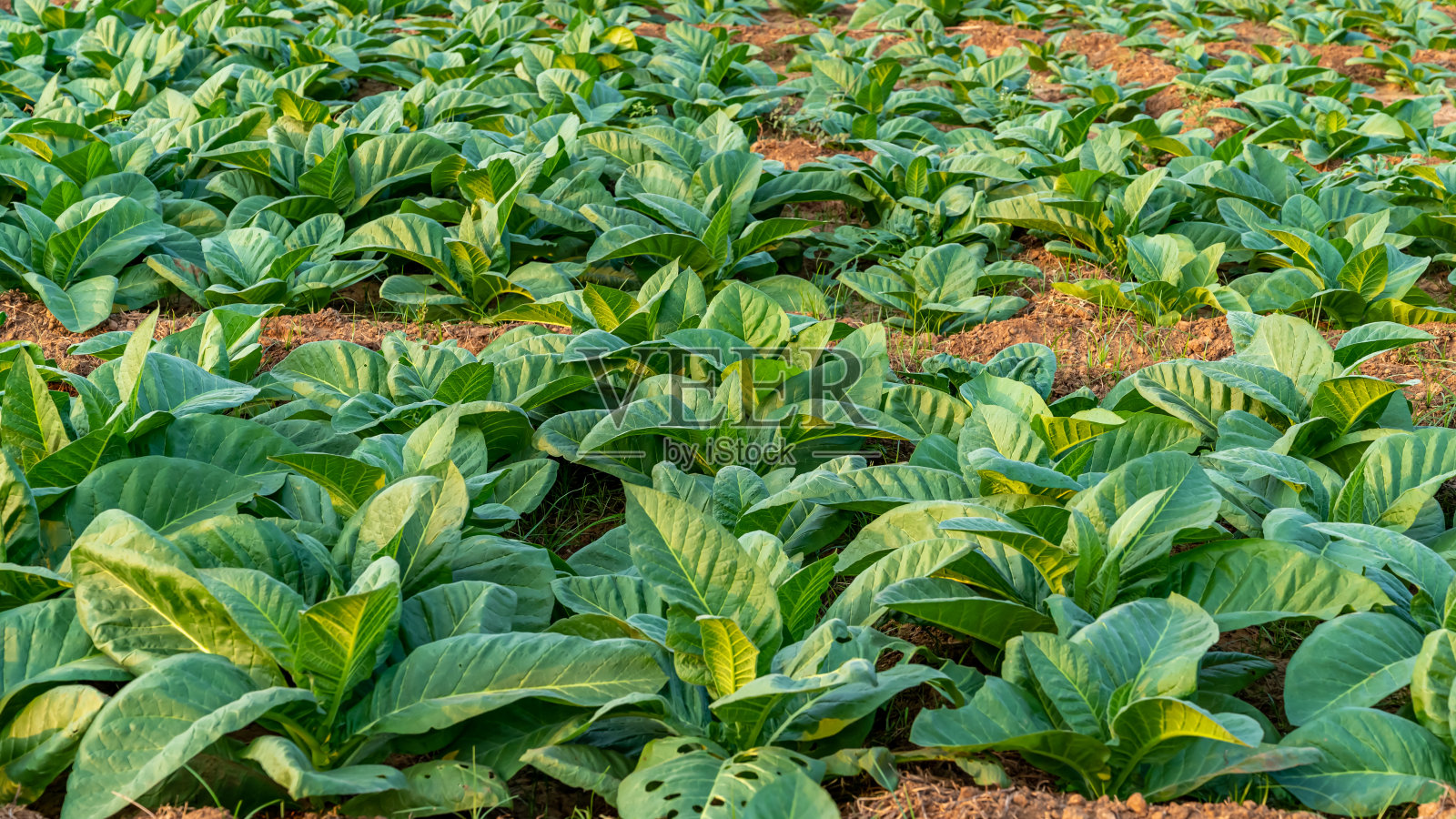 烟草植物照片摄影图片