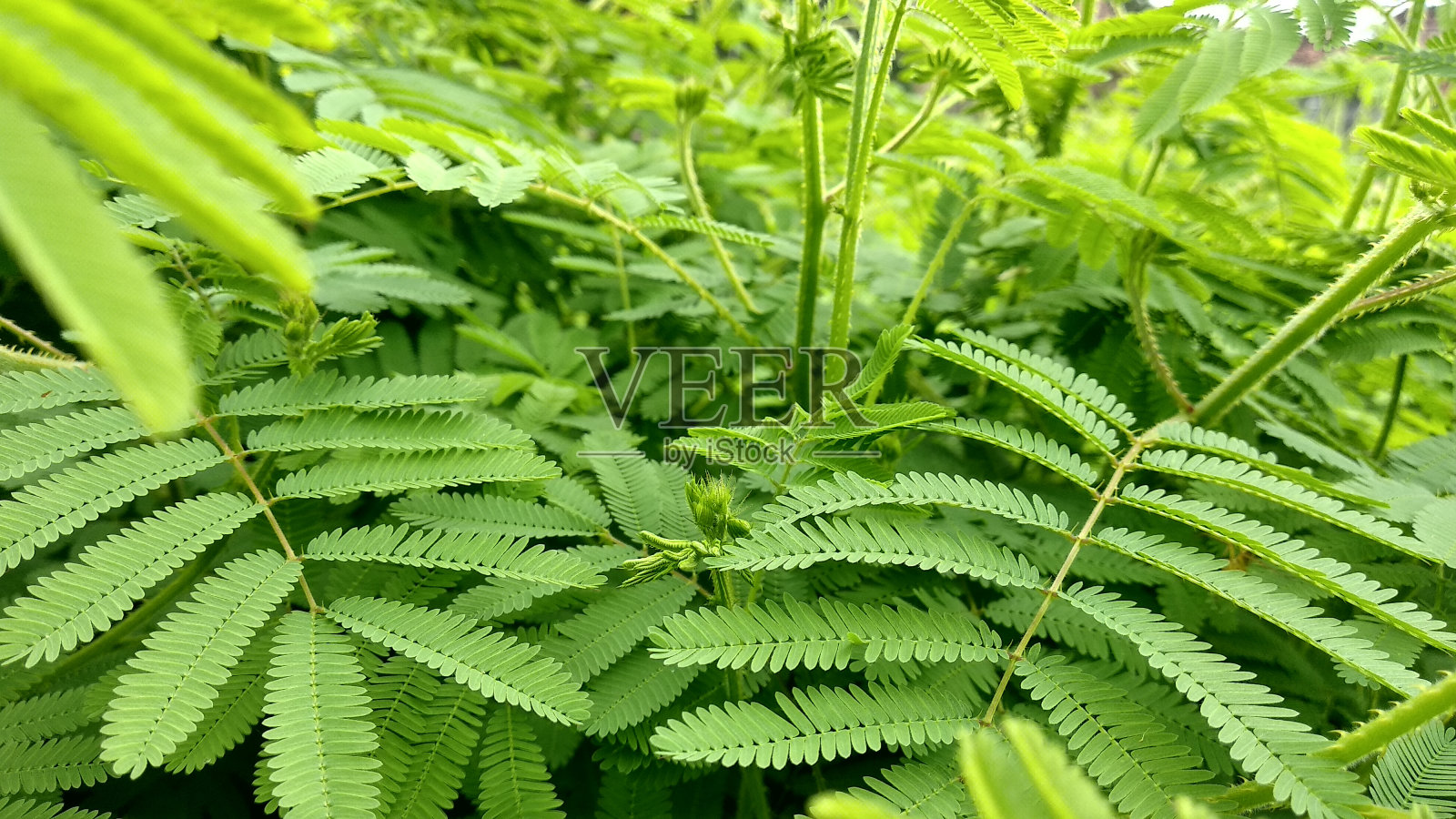 含羞草含羞草)照片摄影图片