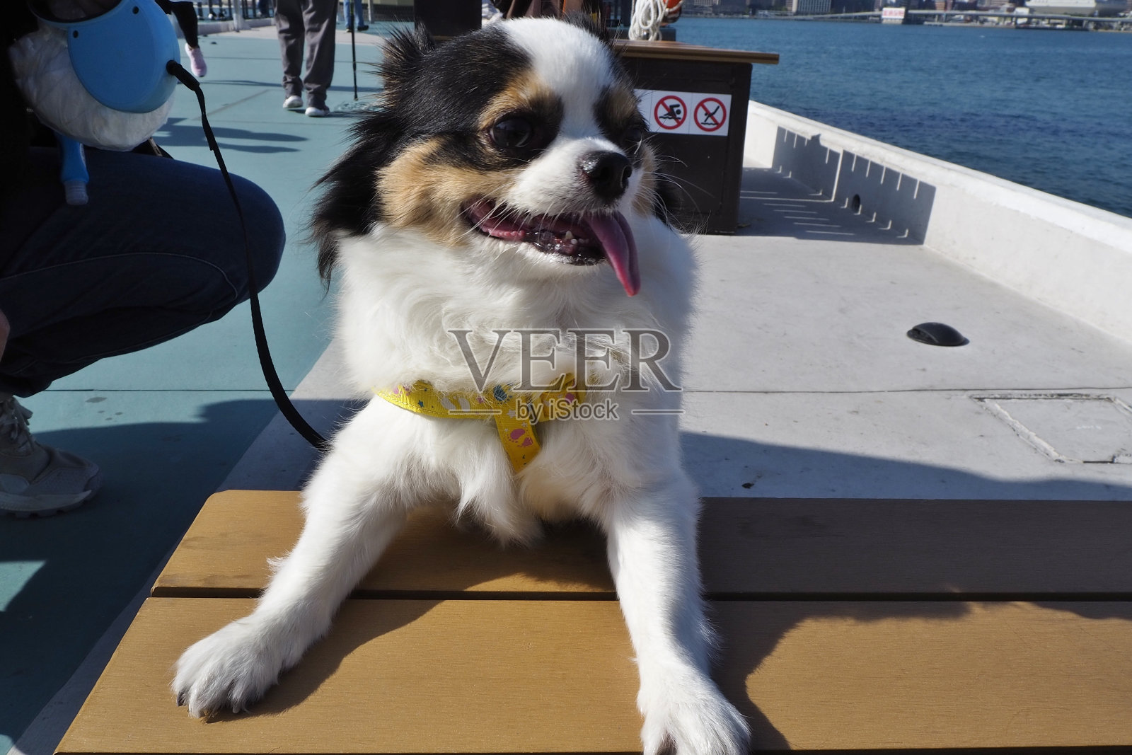 长外套吉娃娃在阳光明媚的日子里散步照片摄影图片