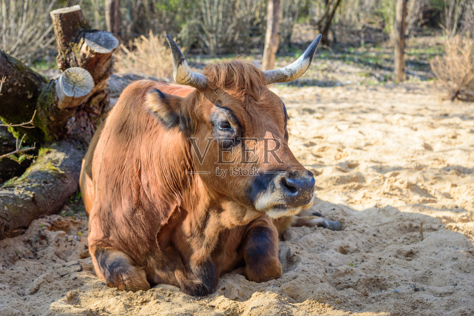 mur瑙- werdenfelser牛躺在沙滩上照片摄影图片