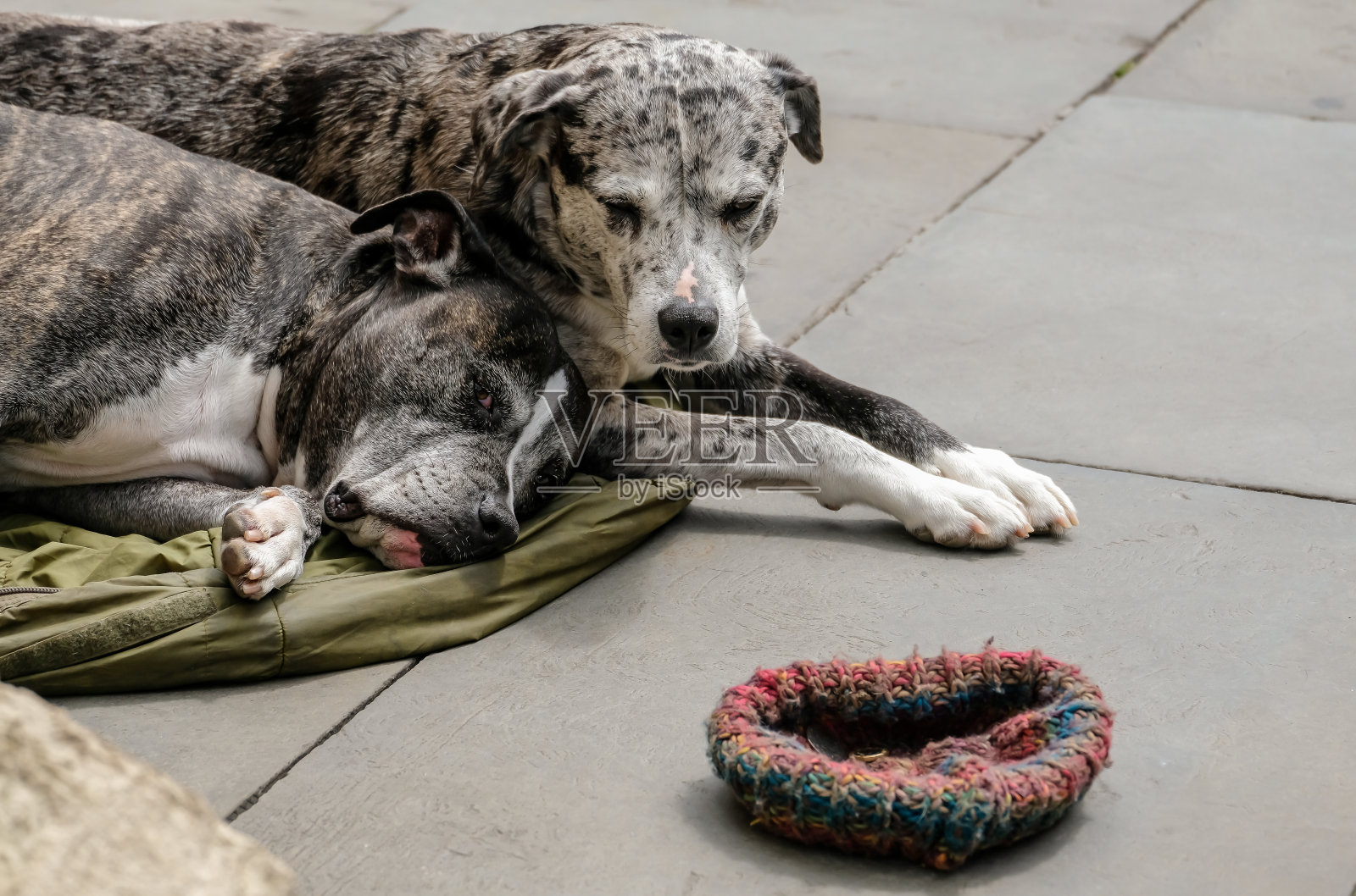 两条狗躺在人行道上，旁边戴着一顶乞讨帽照片摄影图片