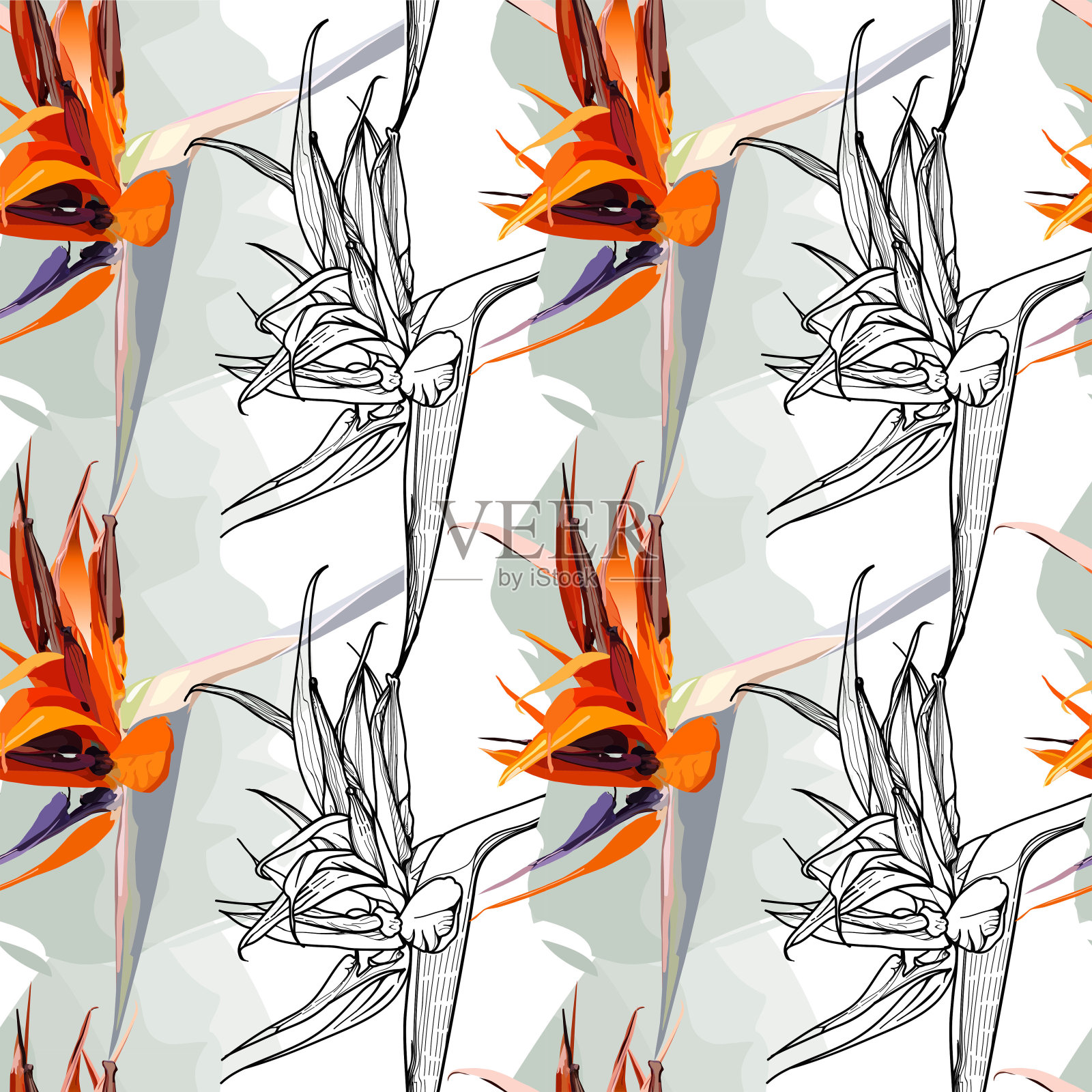 手绘花Strelitzia(天堂鸟)图案:图形彩色插图，植物草图的明信片，海报，笔记本…插画图片素材