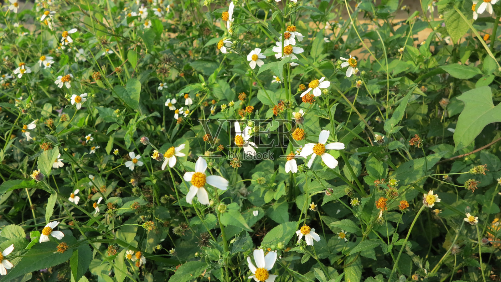 西班牙的针。照片摄影图片