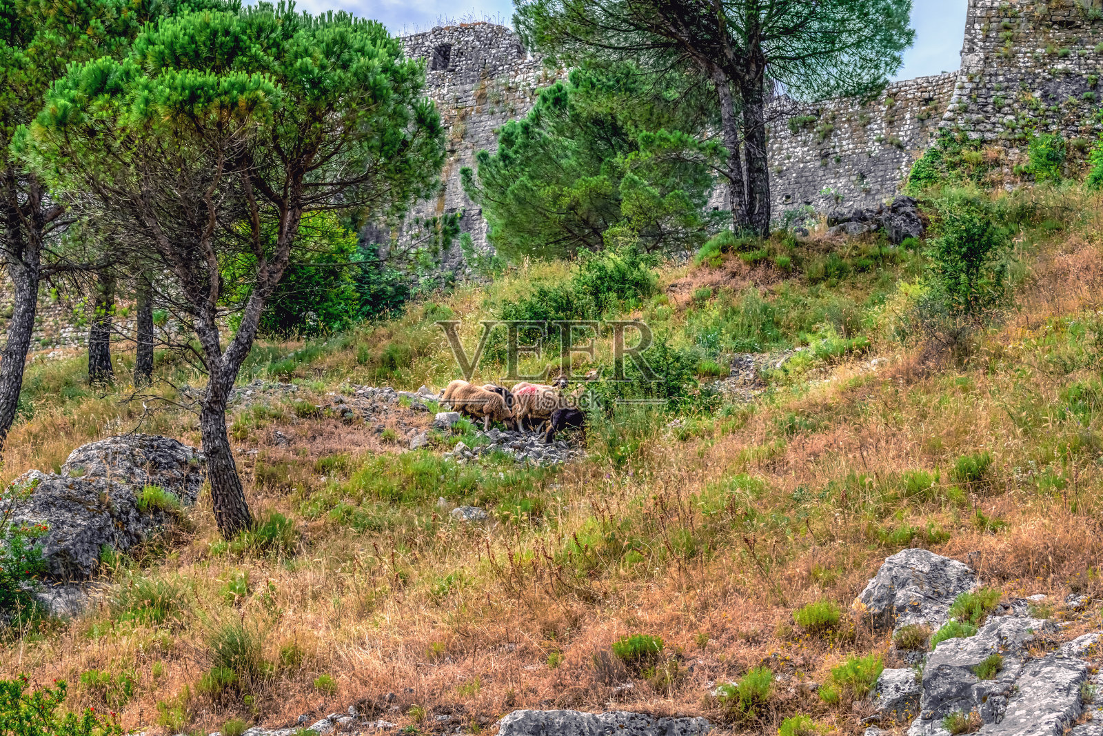 在阿尔巴尼亚的斯柯达，一群绵羊在中世纪的Rozafa城堡城墙附近的山上吃草照片摄影图片