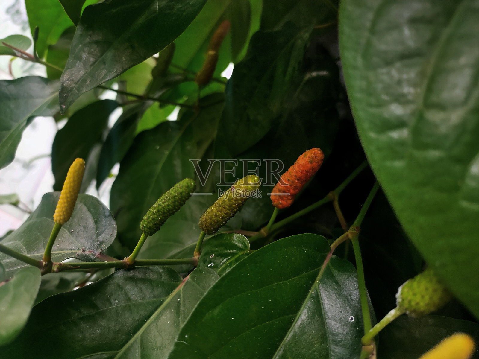 爪哇长胡椒或胡椒的浆果照片摄影图片