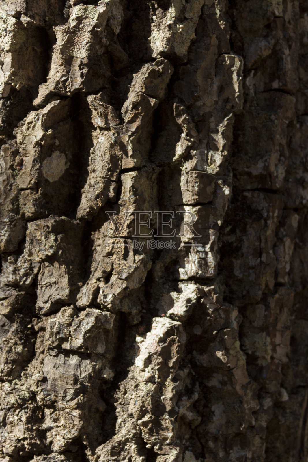 树木纹理的细节，阳光照在表面。照片摄影图片