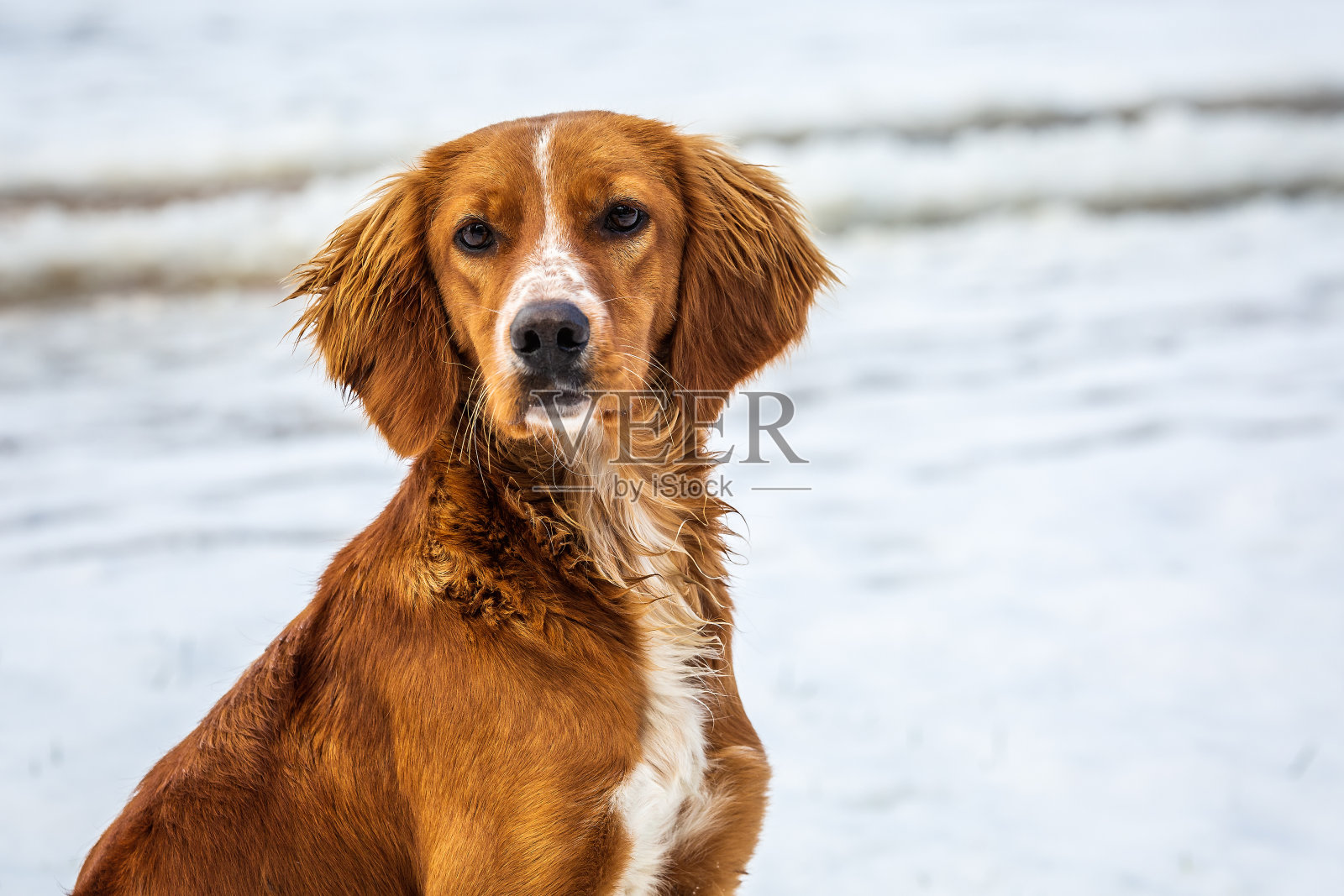 佐治亚州巴统的第一场雪照片摄影图片